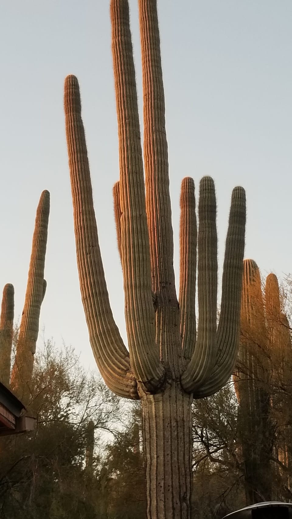 White Tank Mountain Mesquite Canyon Trial 