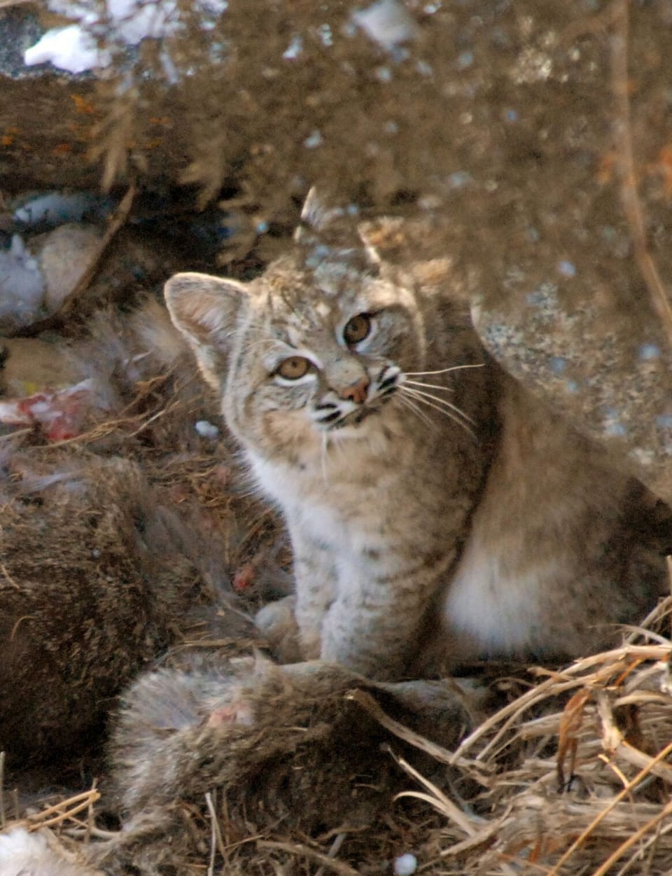 A bobcat on the property! - a very exciting, but rare visitor.