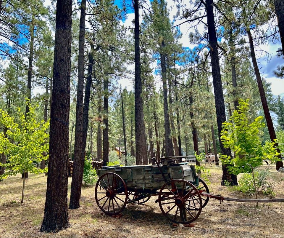 Acres of privacy among hundreds of pines.  Plenty of open space to rejuvenate.