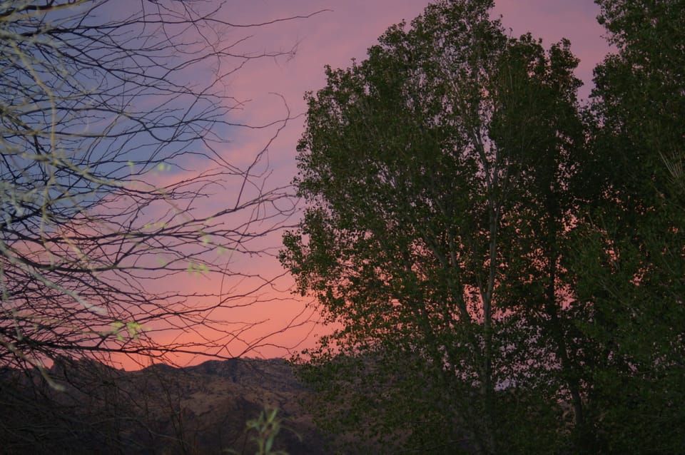 Sunset behind Cottonwoods in back patio

