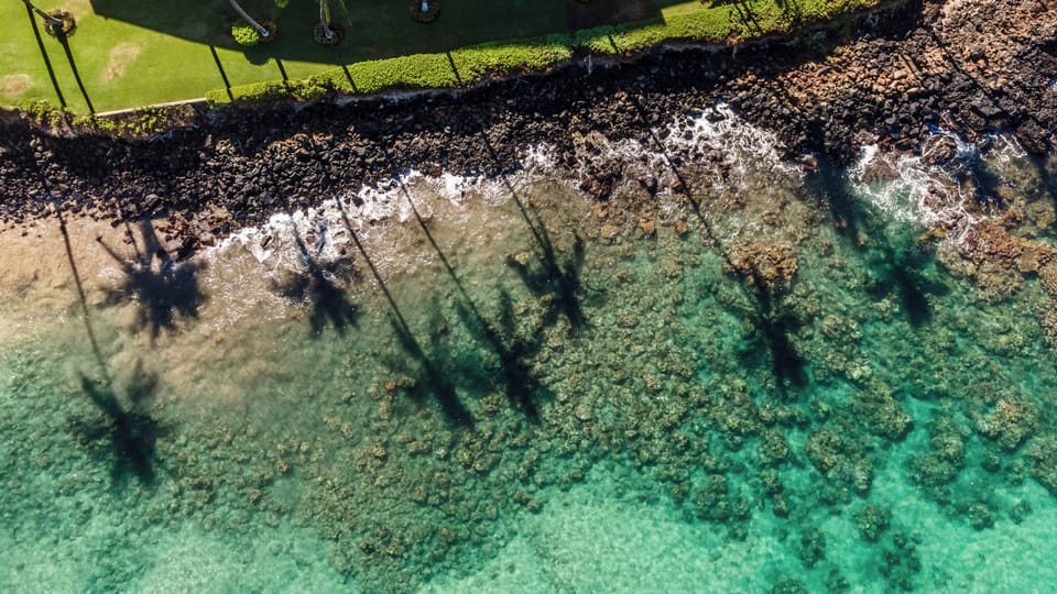 * Palms reflecting on clear water