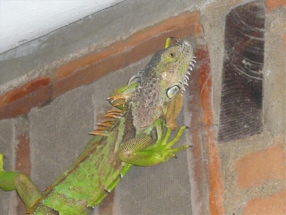 Our friend the iguana