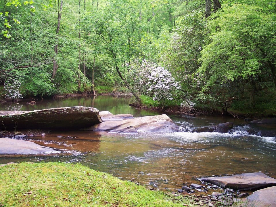 Mountain Laurel blooms along river banks in March; Rhododendron bloom in June
