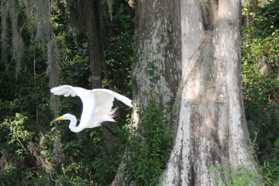 Lots of beautiful wildlife from bald eagles, to cranes and large owls.