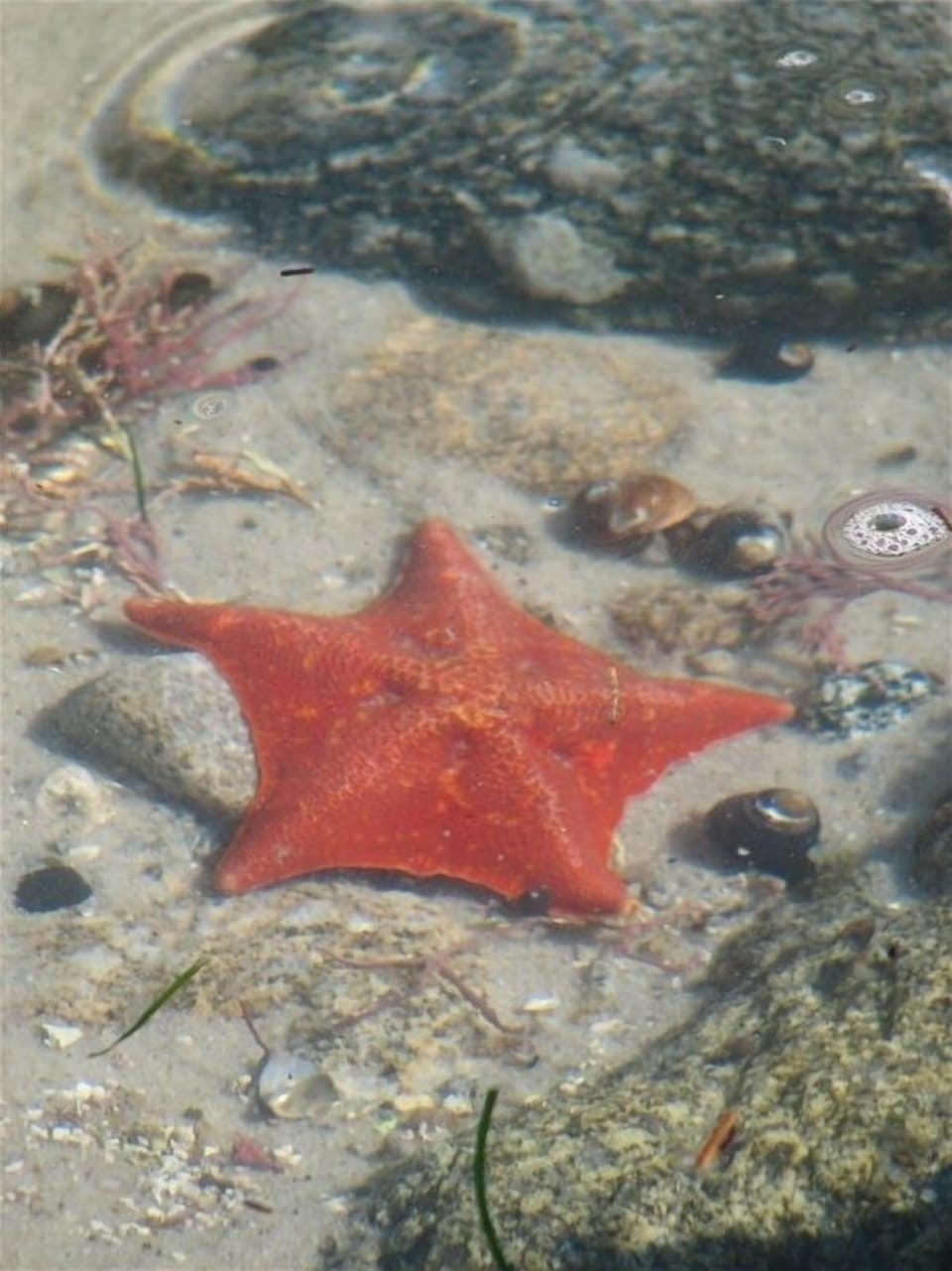 Morning Tidepooling