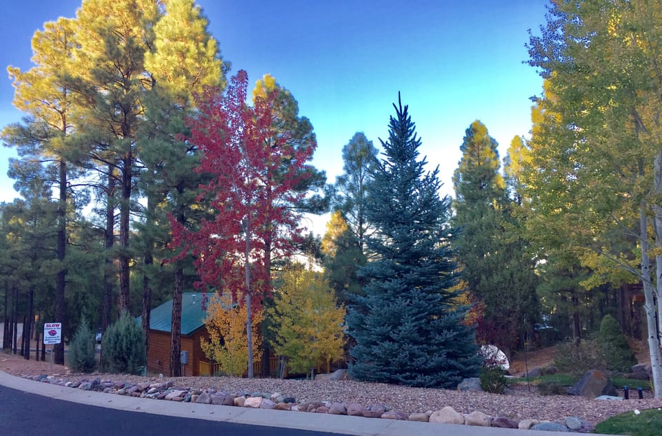 Beautiful fall trees near the cabin. 