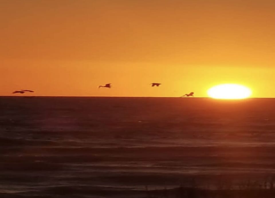 Sunset Pelicans fishing for their dinner.
