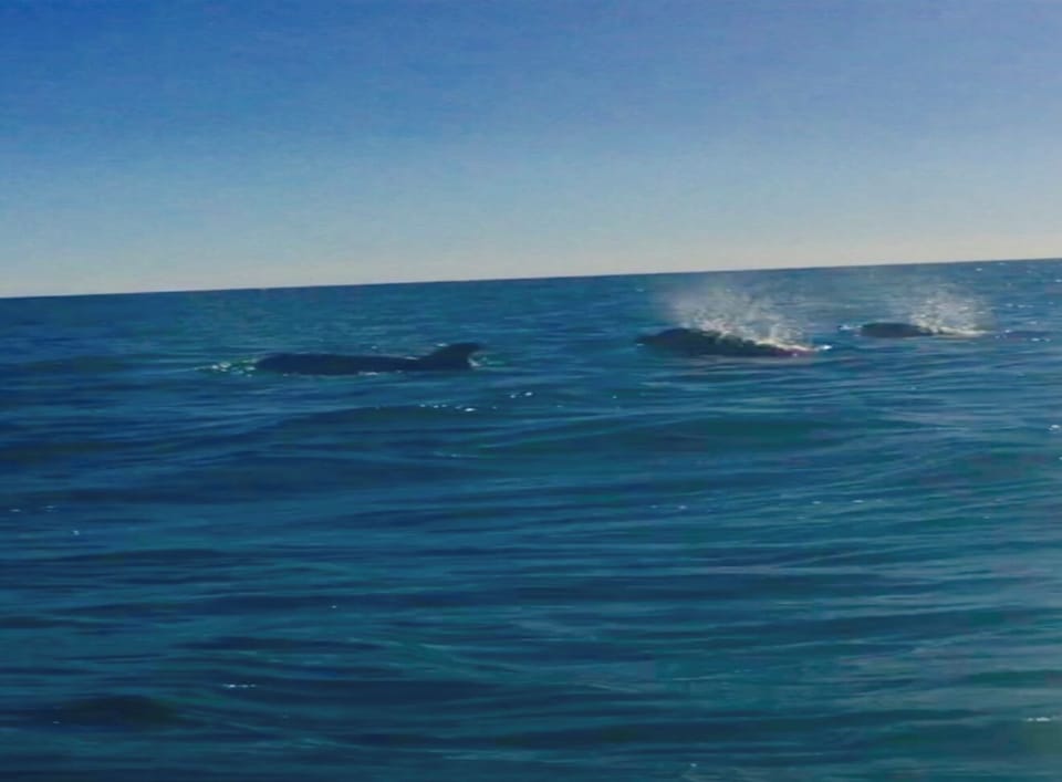 Dolphins swimming by your beachfront patios