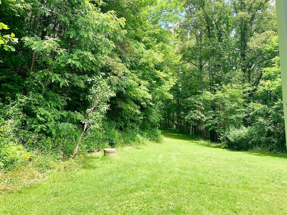 Wildflowers and dense forest as seen from side porch