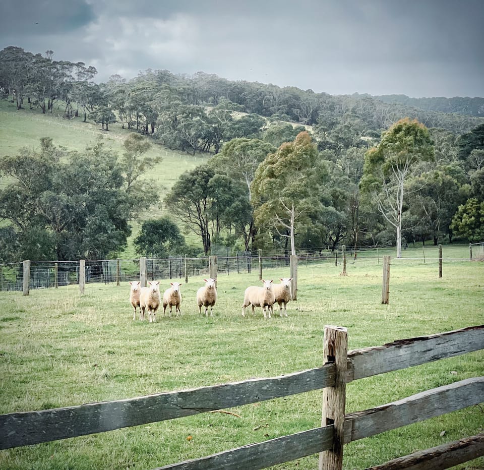 Not many human neighbours, but sheep, cattle and horses live nearby.