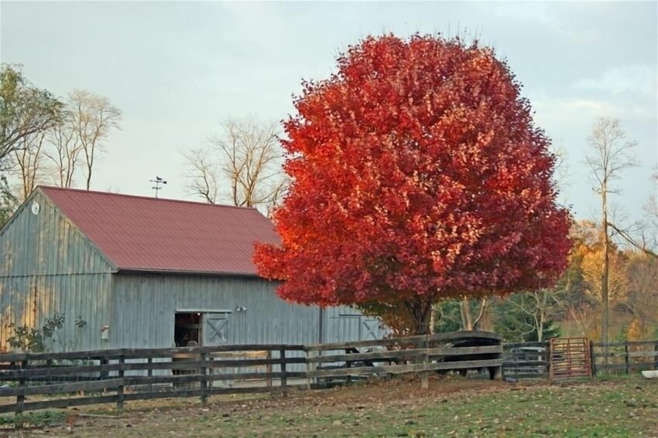 Our barn and horse paddocks with  maple tree in the fall