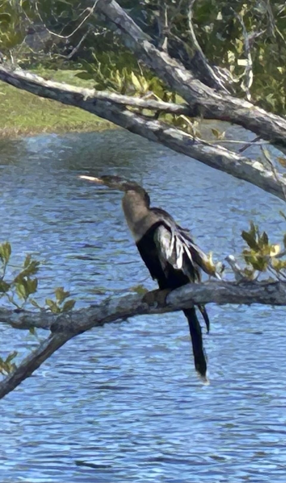 Another view of the female Anhinga nesting across the Mango House lake