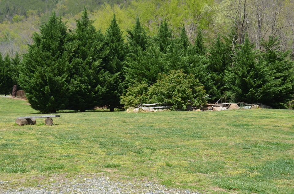 Trees that divide the 2 cabins for privacy