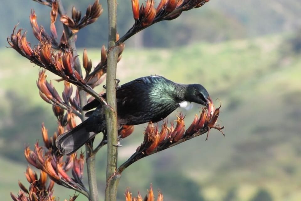 Tui feed just off the deck
