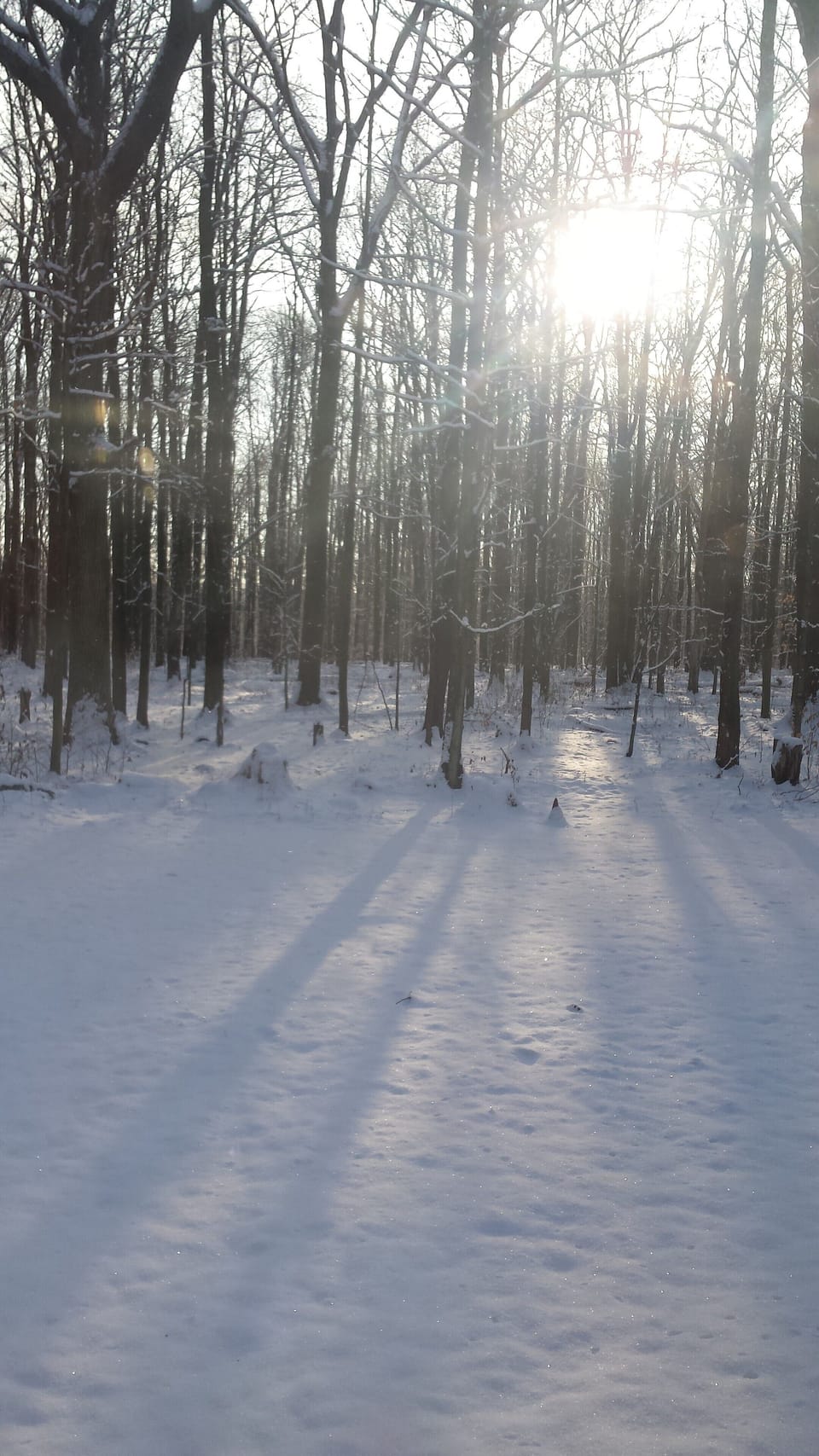 The still, quiet woods in your backyard are easy to navigate in winter