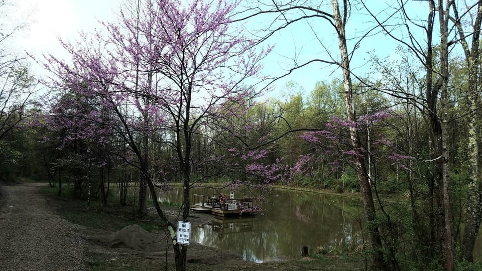 Pond - Springtime
