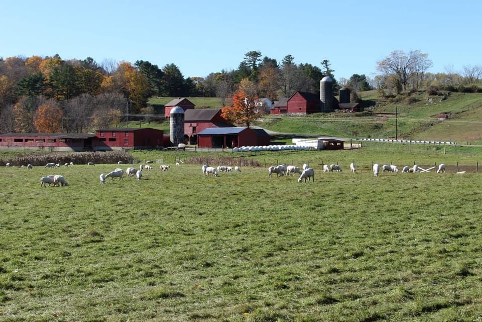 The local sheep farm is just a short walk away. 
