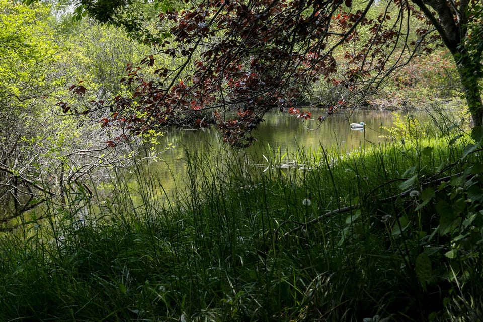 Pond