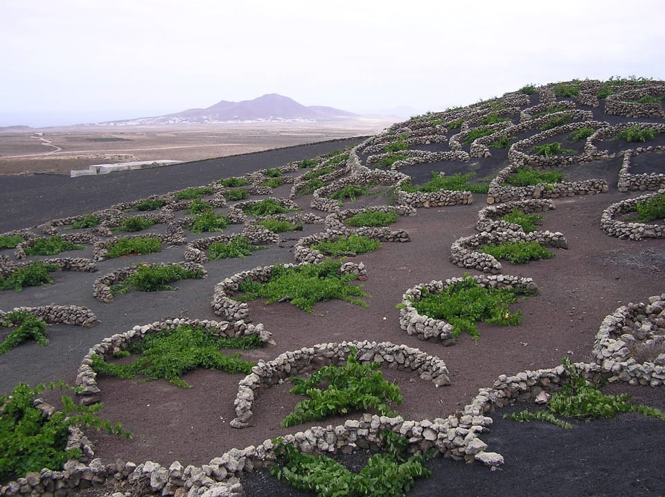 Volcanic vineyards La Geria 30 mins drive away.