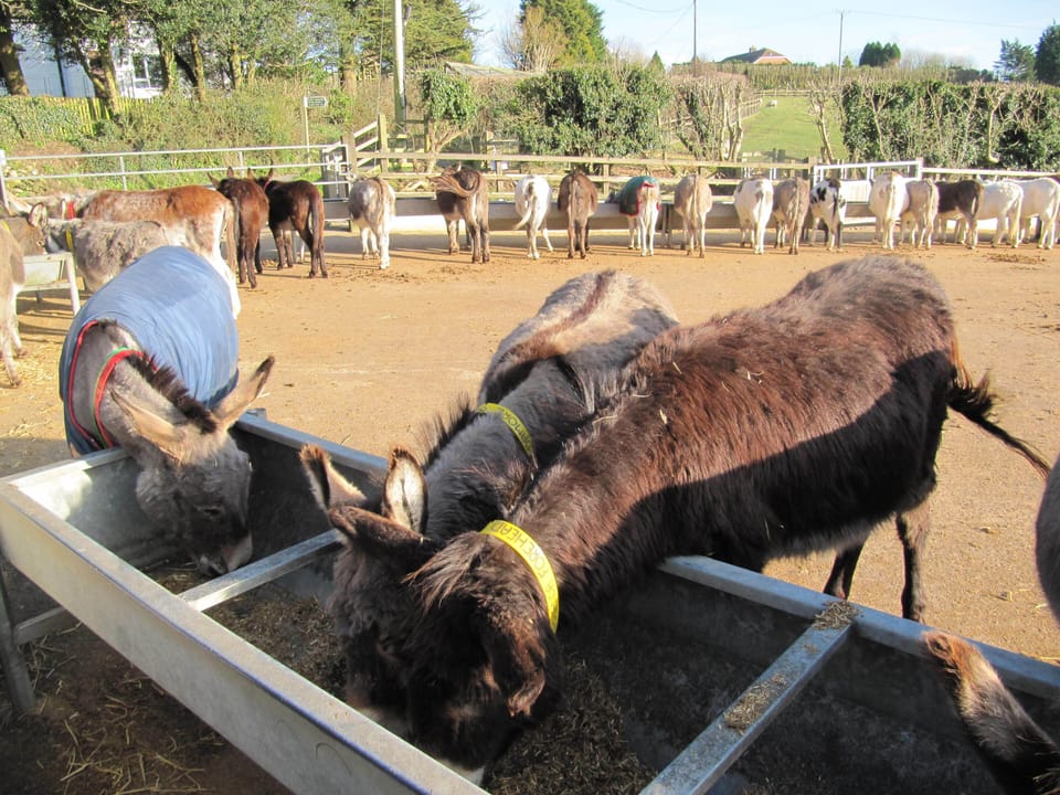 Donkey sanctuary at Branscombe, 2 miles