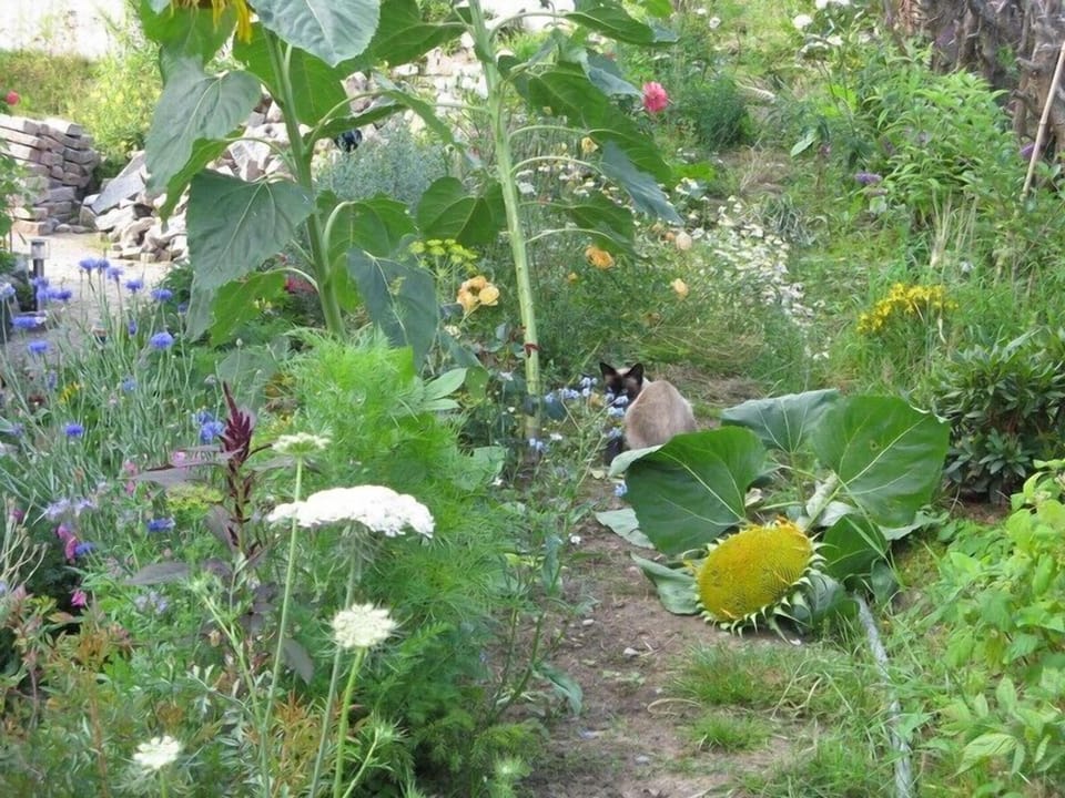 his brother in the 'local jungle'