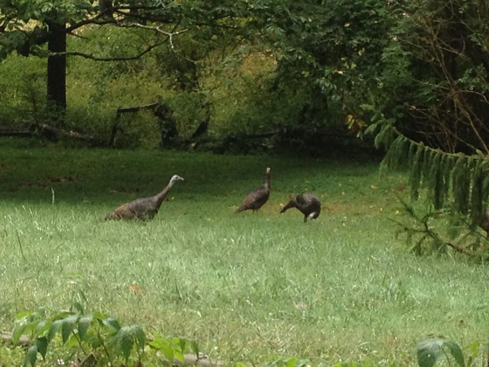Wild turkeys stroll through the yard.