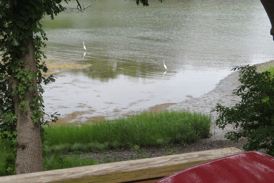 White egrets come in to feed with the tide, seen from the deck.