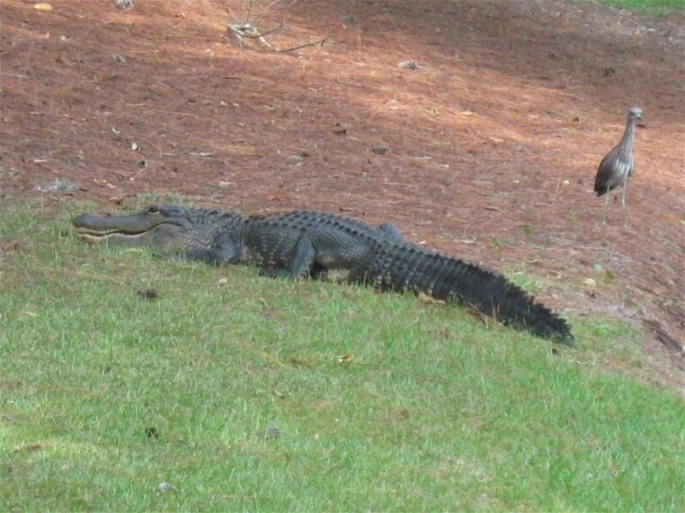 Don't feed the Alligators