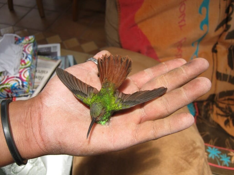 Hummingbird flew in and played possum before flying off when gently tossed out