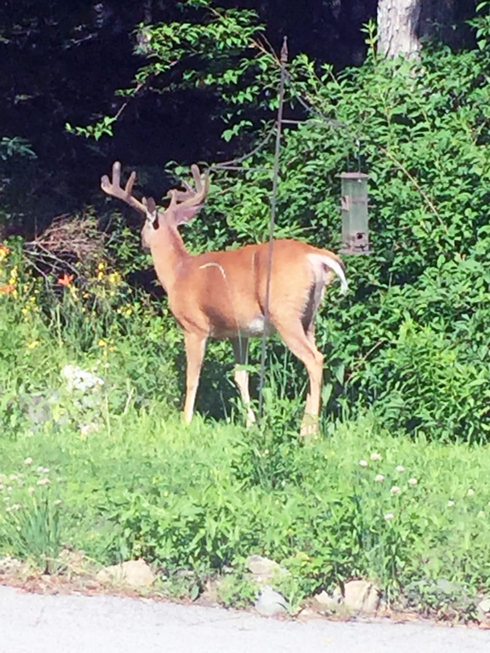 Gardens with bird feeders.  Deer & local wildlife commonly visit.