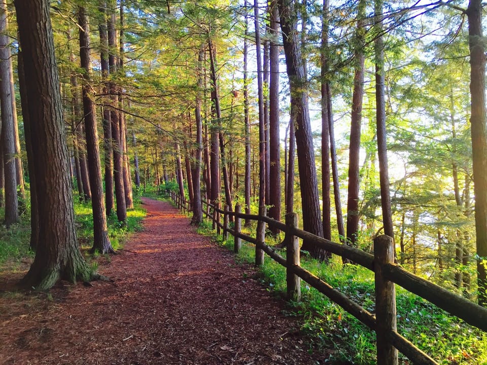 Nature Trail Just Across the Street