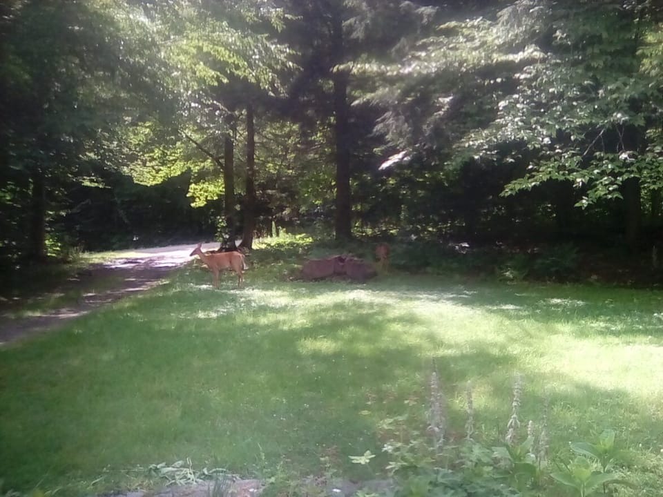 deer in the front yard!