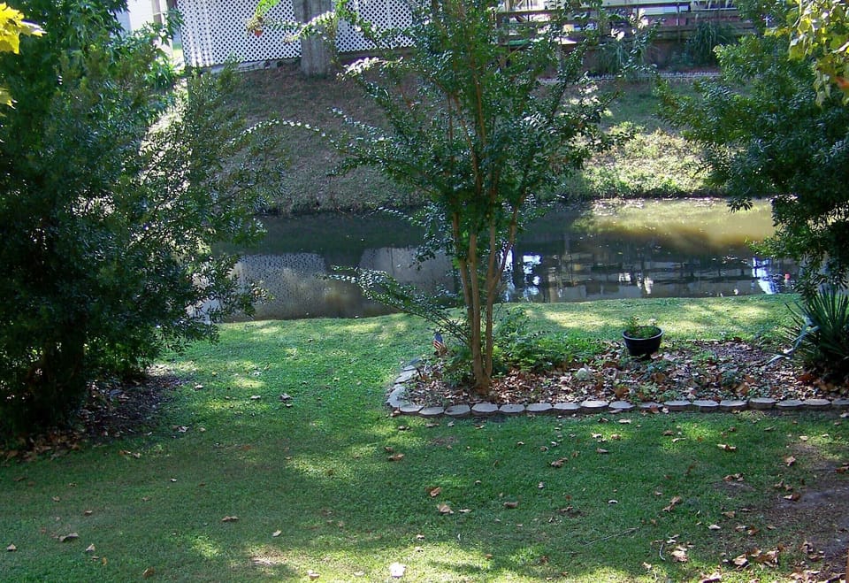 Back yard and swash with ducks and swans.