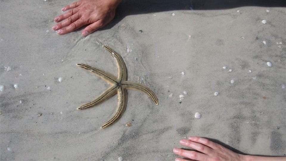 Starfish that was found on the beach in front of the condo.

