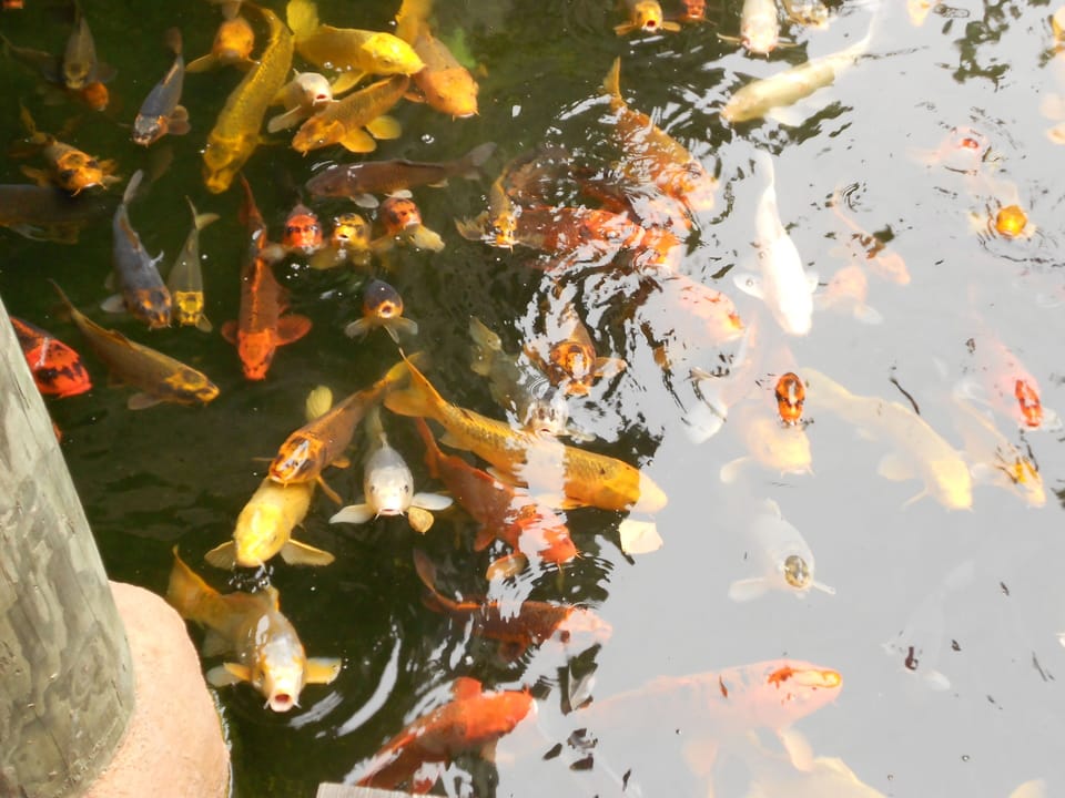 Koi Fish Pond