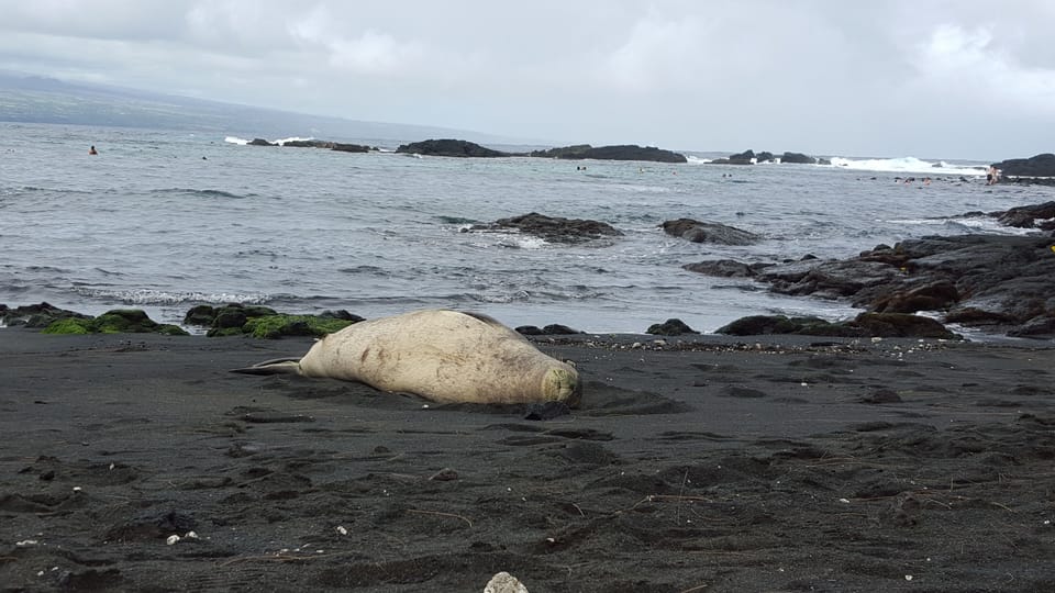 White Monk seal at Richardson Beach in Hilo