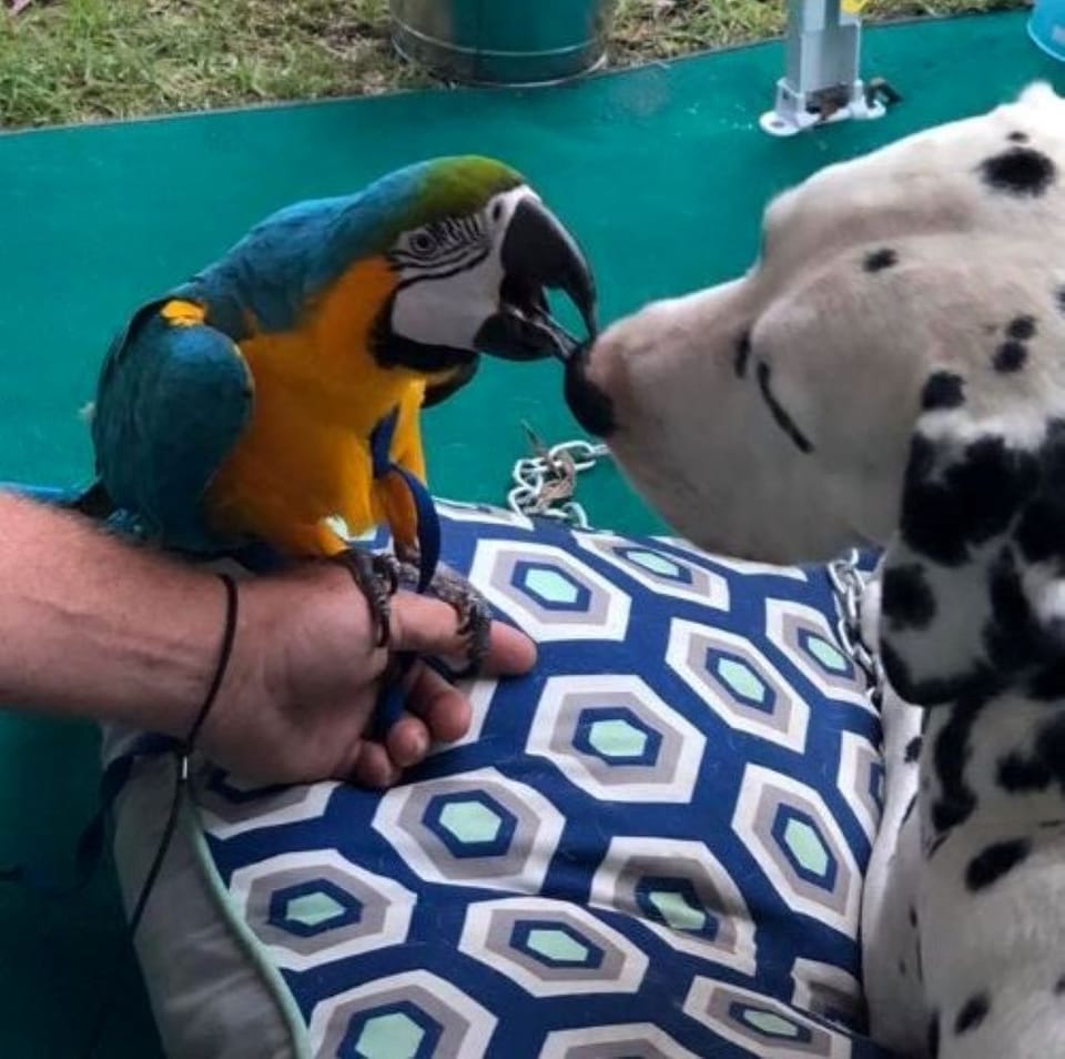 Molly &  Bozley, special guests!
