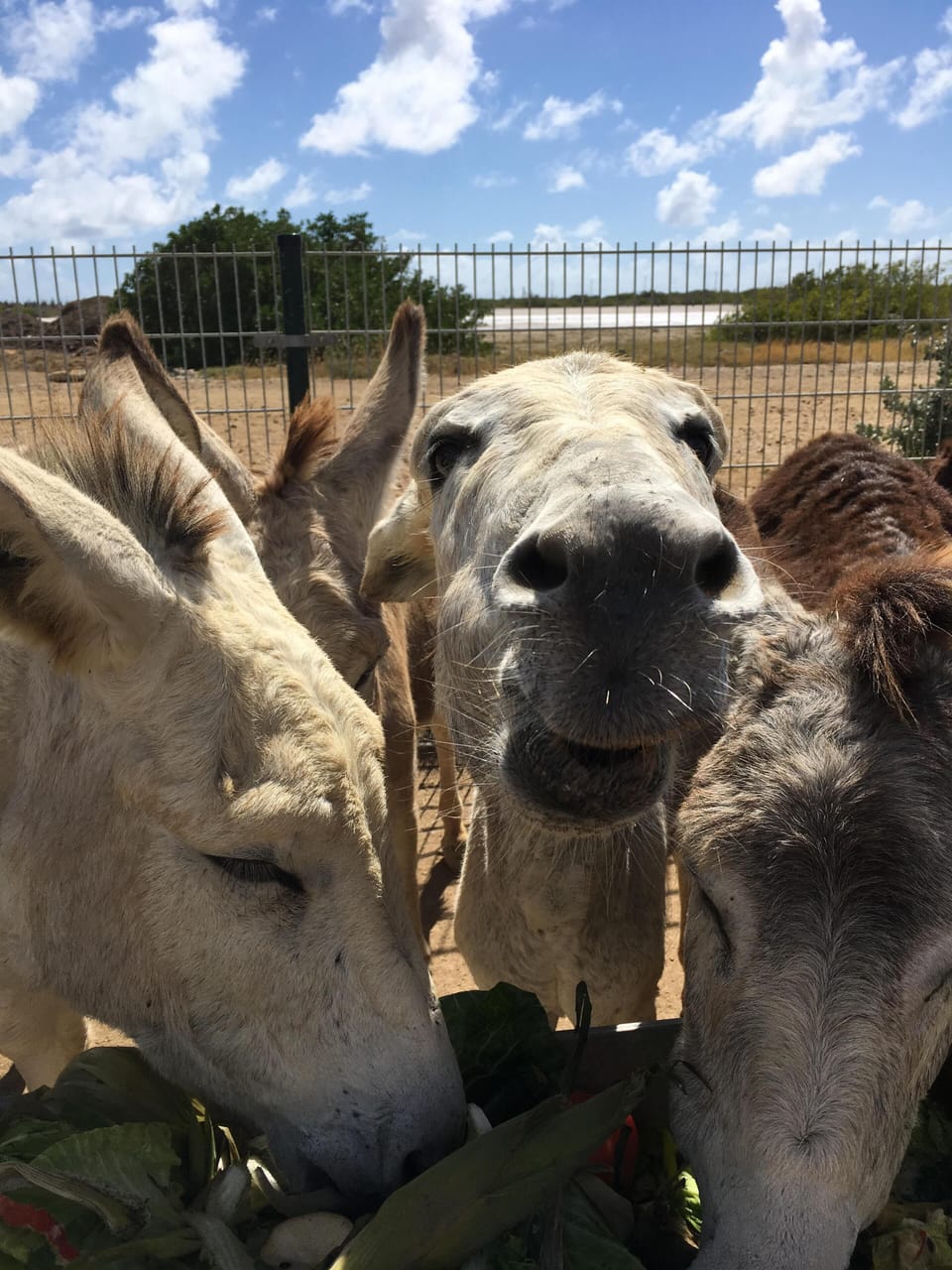 Donkey Sanctuary