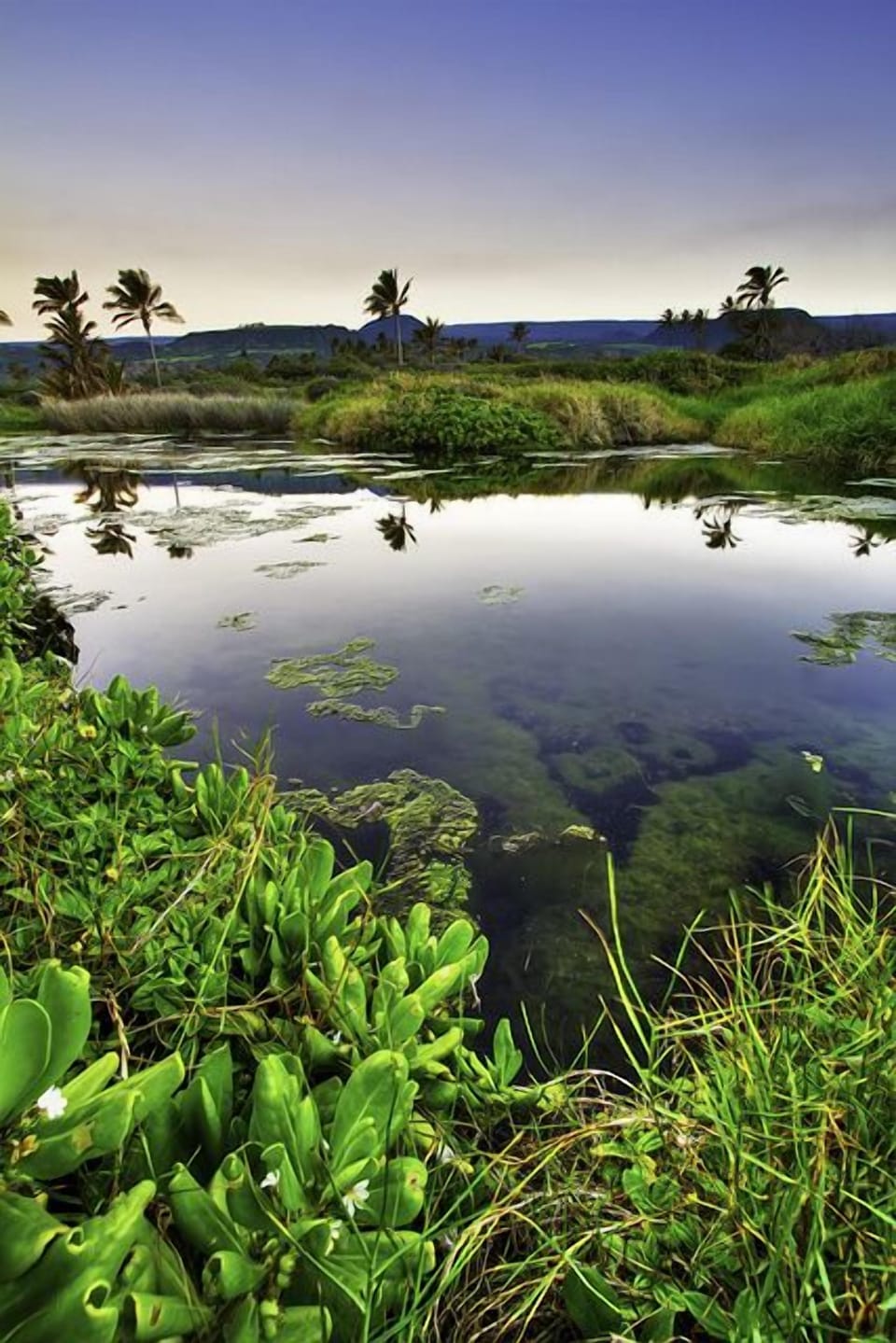 Ka'u Coastal Scene.  Honuapo fish ponds about 10 minutes drive away.