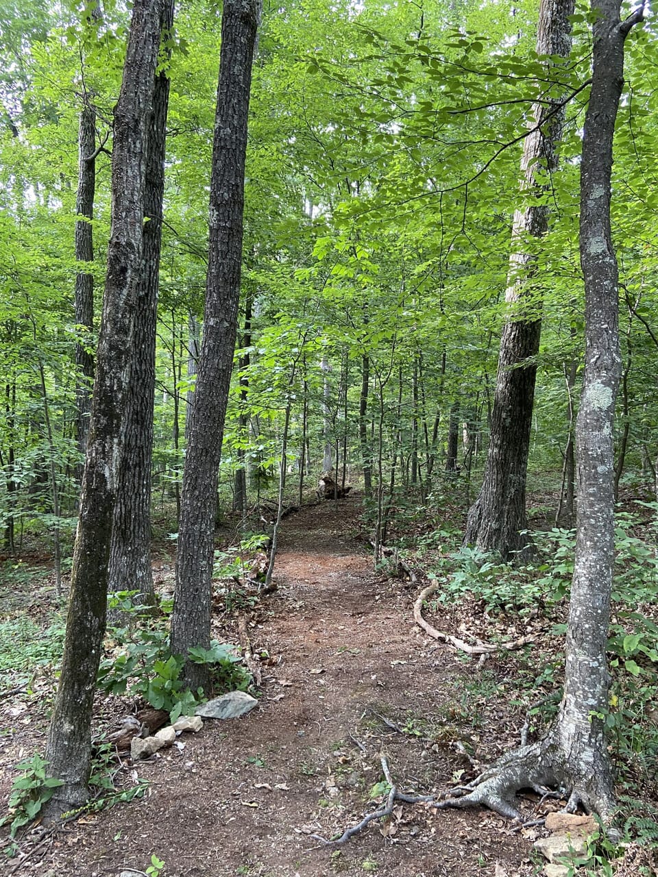 A trail we made that leads to a Laurel Ridge Loop