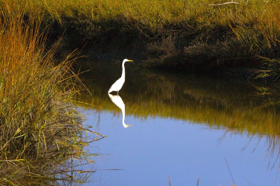 Investigate the beautiful birds in the marsh steps from the cottage. 