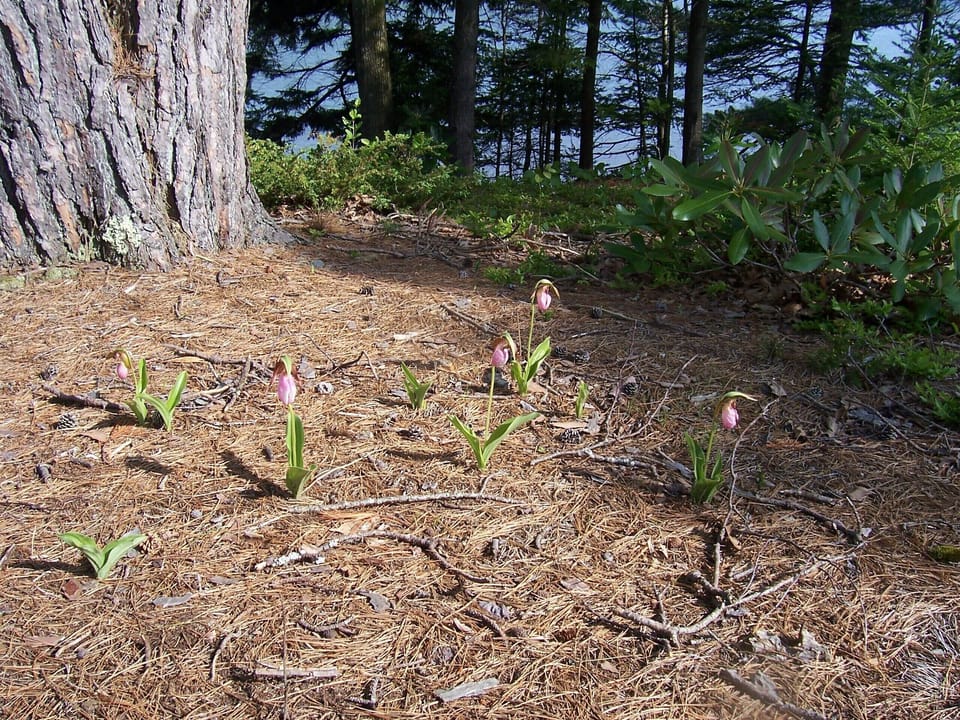 Nearby ladyslippers