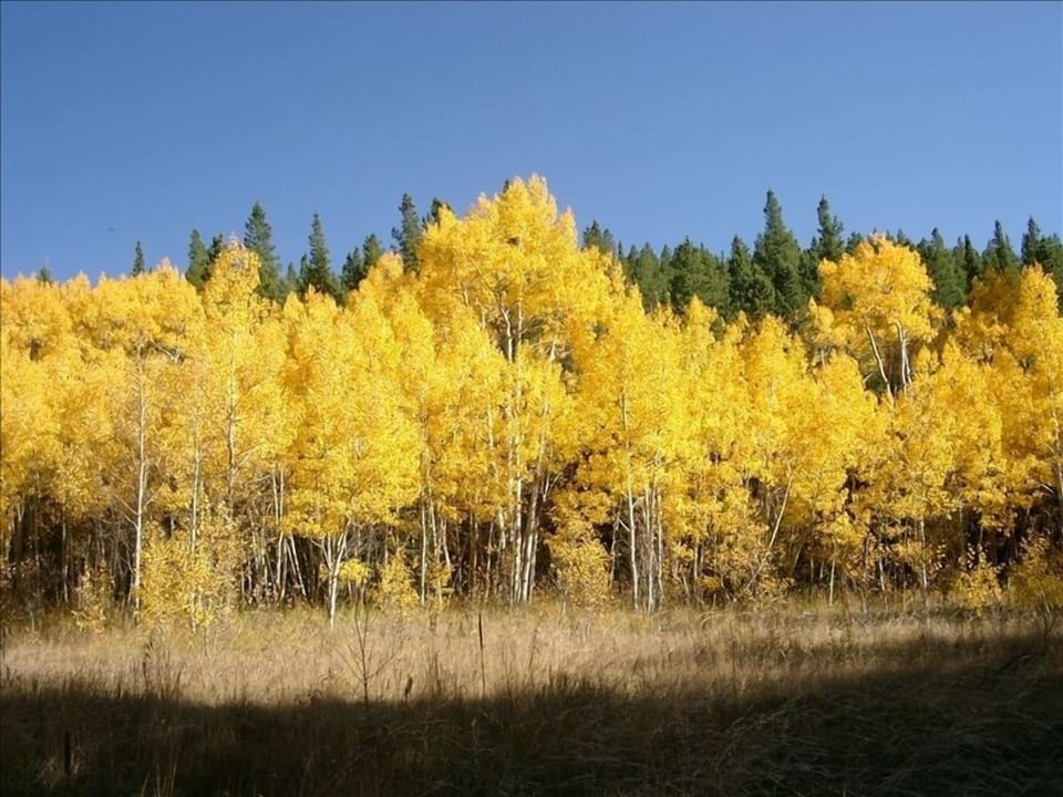 Incredible Aspen Meadows on property and in National Forest.