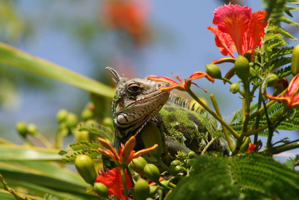 If you're lucky, you might catch a glimpse of our resident iguanas.