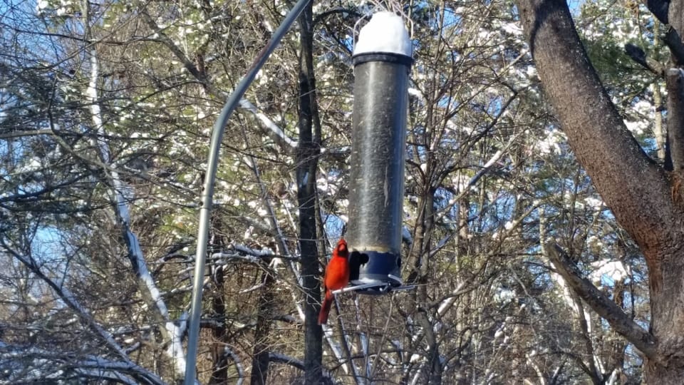 Feeder right outside living room 1, relax and enjoy the constant bird traffic.