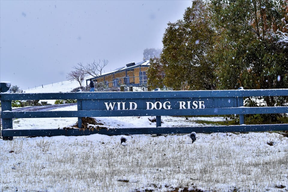 Snow falling at Wild Dog Rise. What a wonderful way to arrive for your holiday