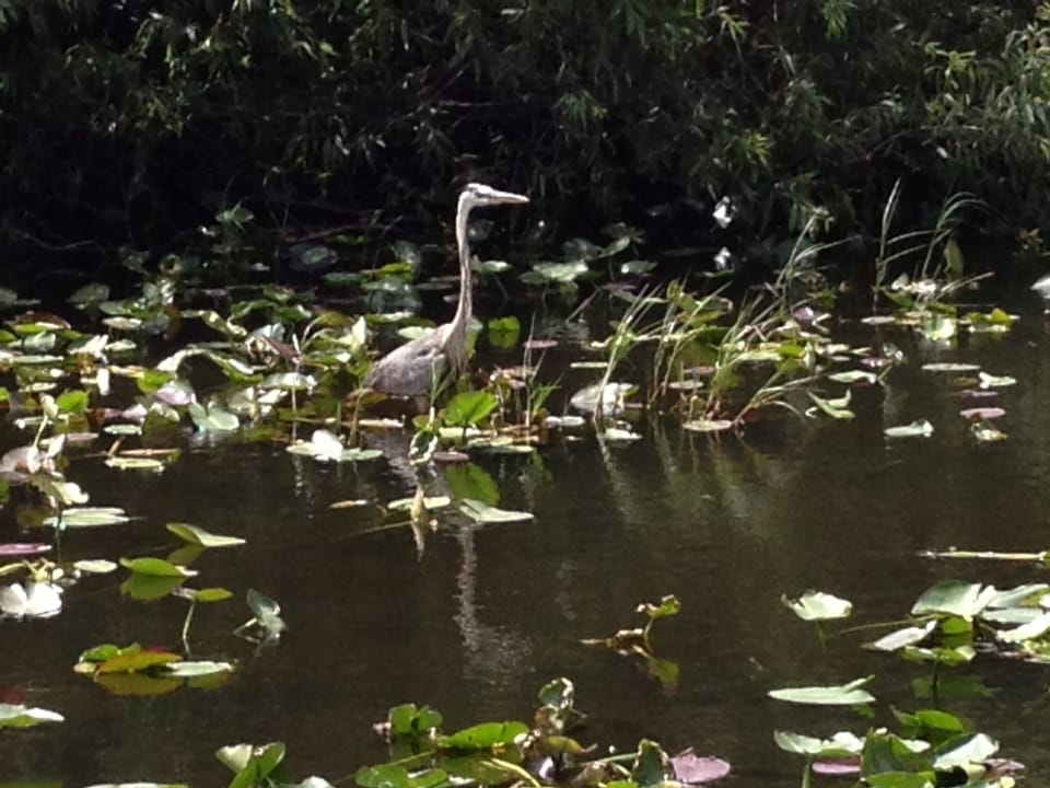 Wild life everywhere