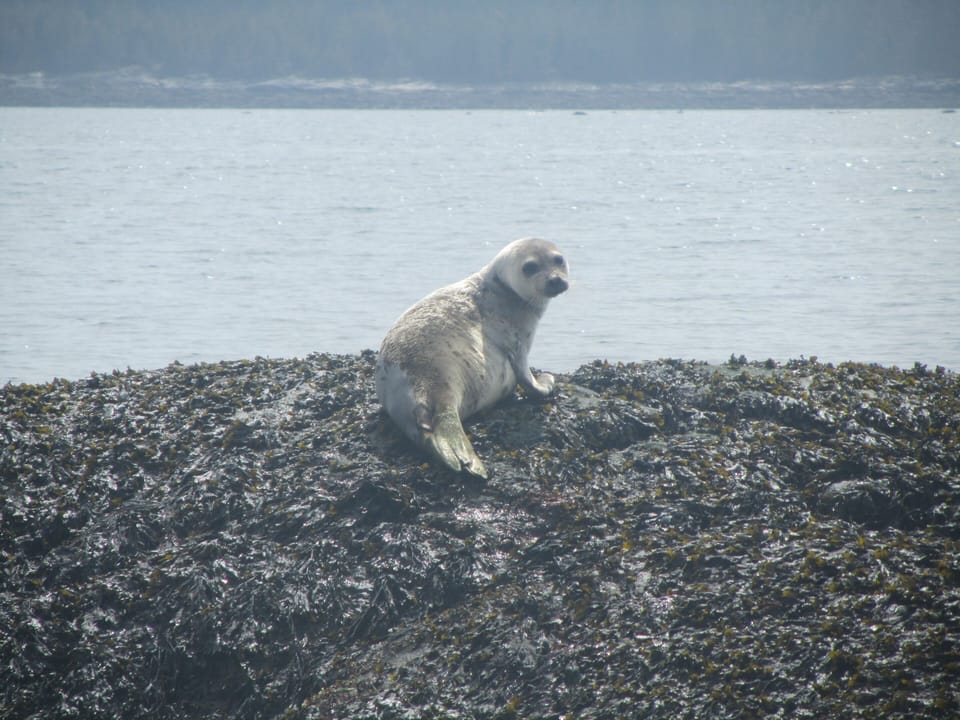 Seal resting at Drift Inn Beach 