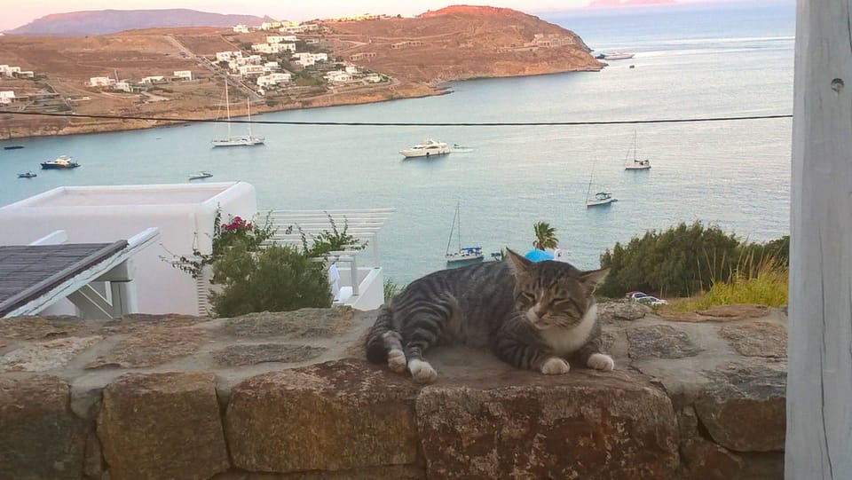 a cat on the balcony