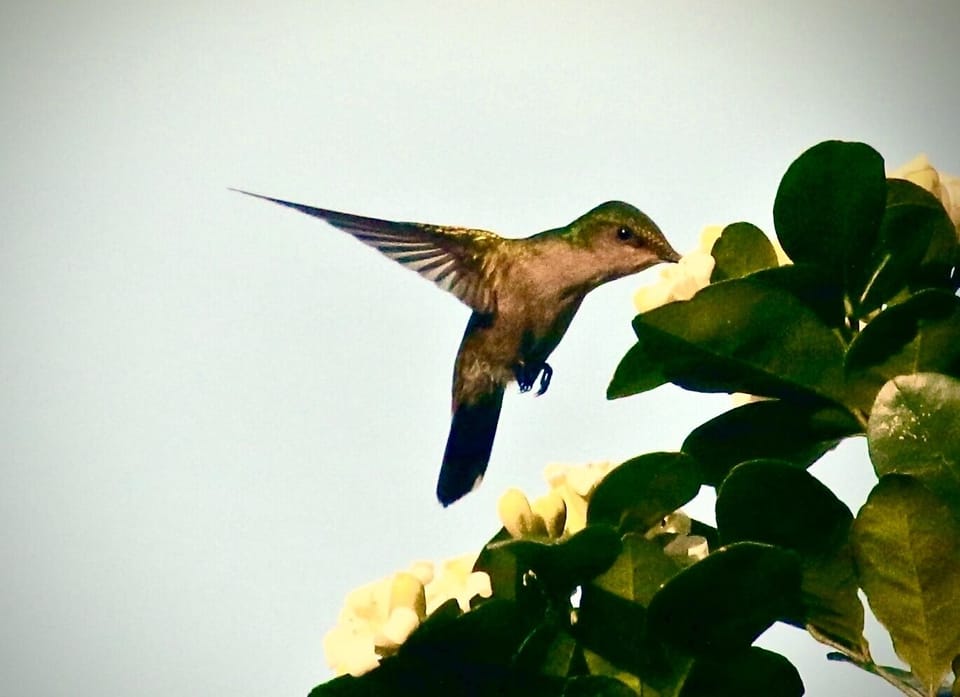 Many  hummingbirds  live  in  our gardens....